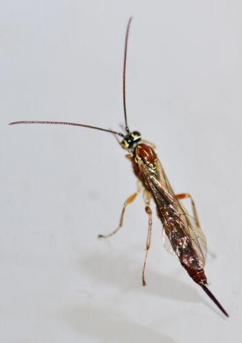Réf. 270 264 : Tromatobia lineatoria